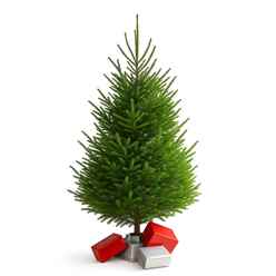 Premier NORDMAN Fir Christmas Tree - (Low Needle Drop) - 1.75m to 2.0m (175cm to 200cm) (5.75ft to 6.5ft)